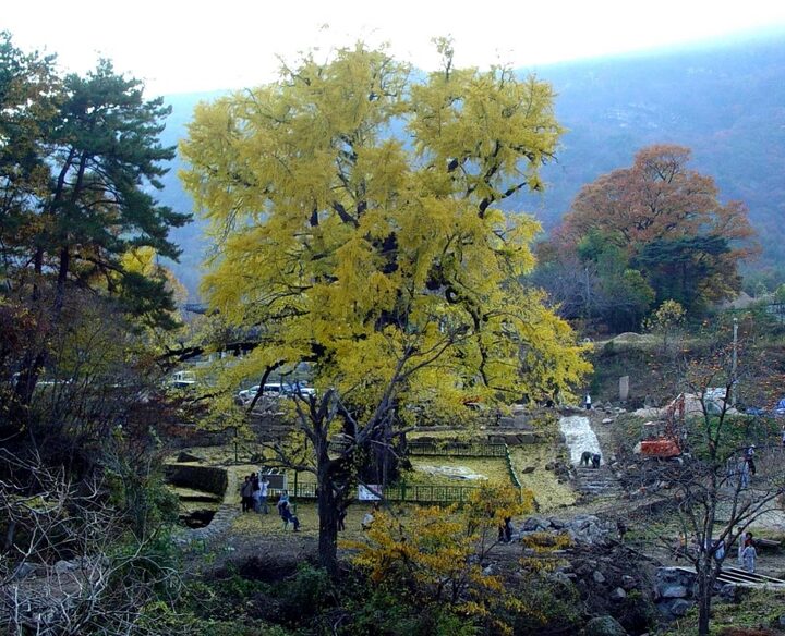 영동 영국사 은행나무