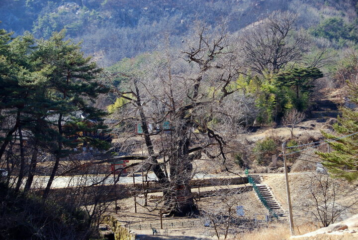 영동 영국사 은행나무
