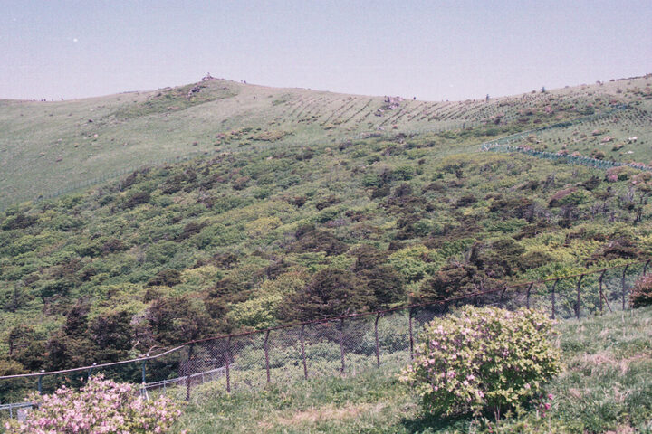 소백산 주목군락