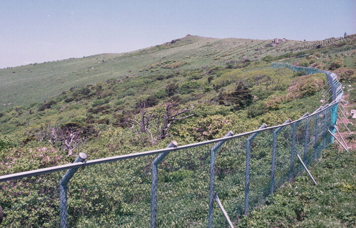소백산 주목군락