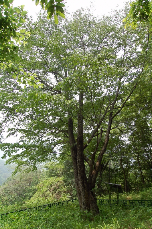 제원 송계리 망개나무