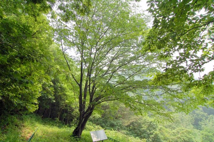 제원 송계리 망개나무
