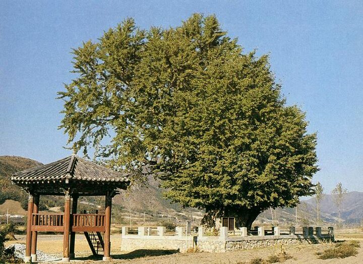 금산 요광리 은행나무