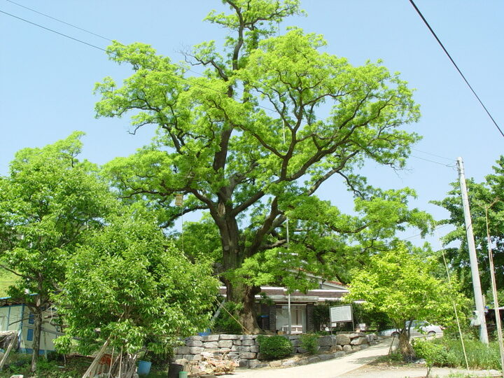 당진 삼월리 회화나무