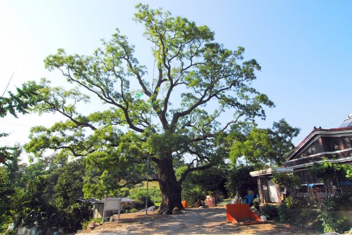 당진 삼월리 회화나무