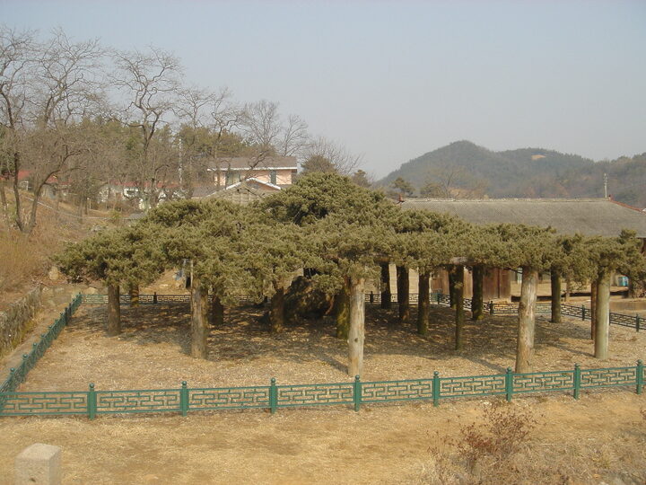 연기 봉산동 향나무