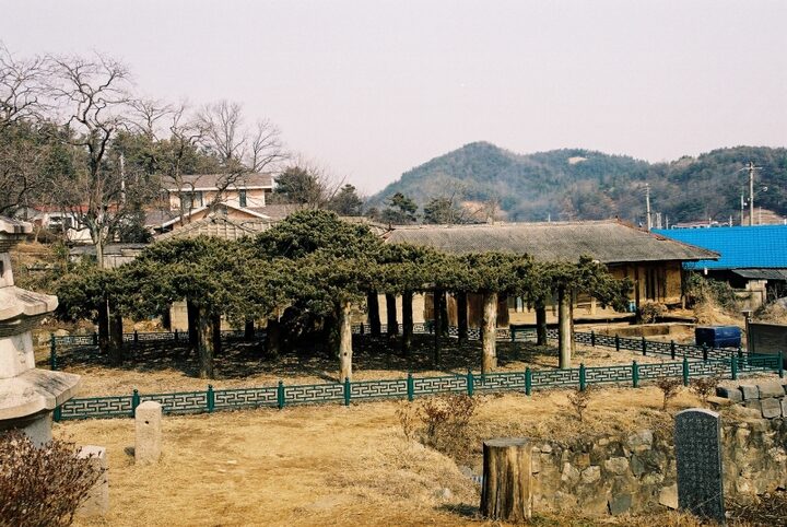 연기 봉산동 향나무