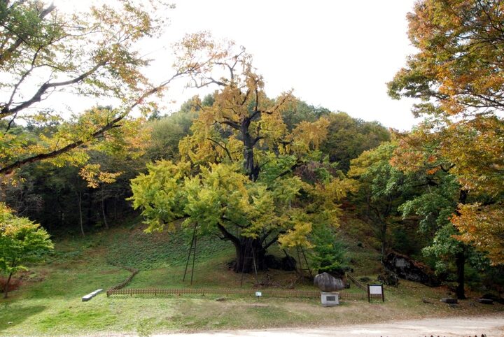 금산 보석사 은행나무