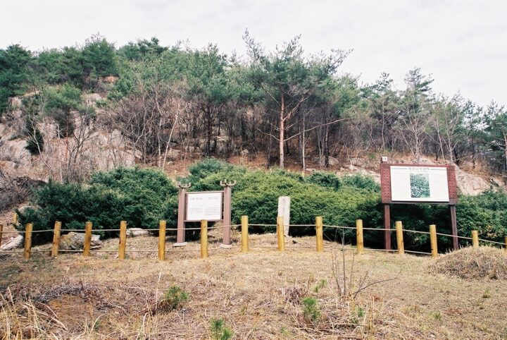 부안 중계리 꽝꽝나무군락