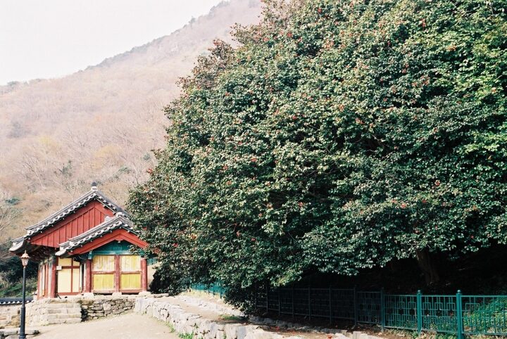 고창 선운사 동백나무 숲