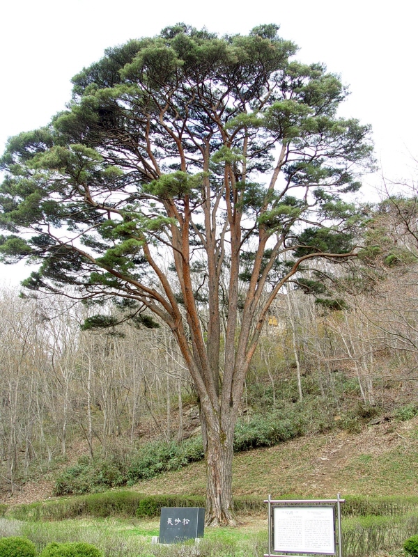 고창 선운사 도솔암 장사송