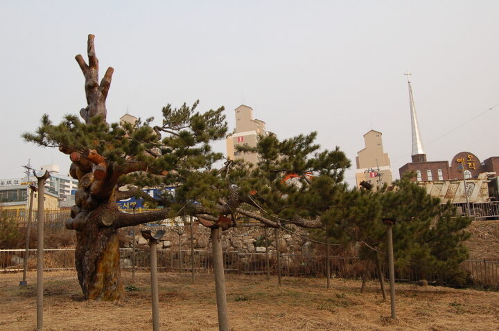 전주 삼천동 곰솔