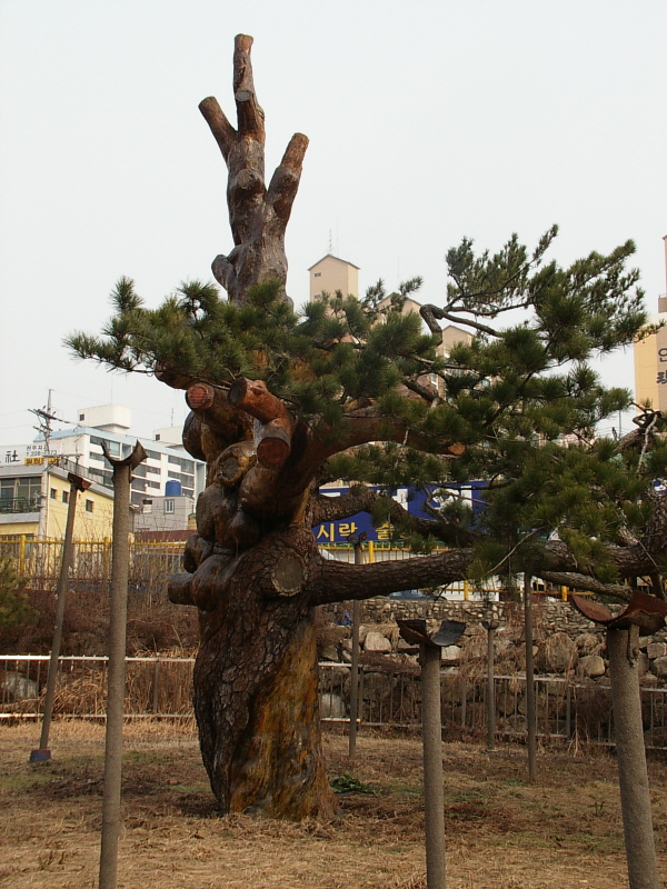 전주 삼천동 곰솔