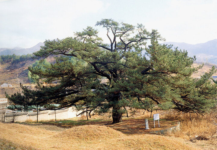 전주삼천동의곰솔