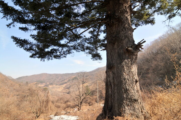 진안 천황사 전나무