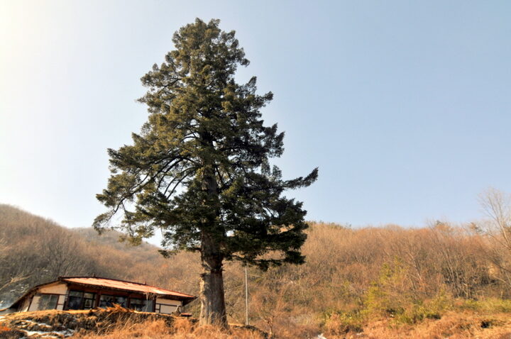 진안 천황사 전나무