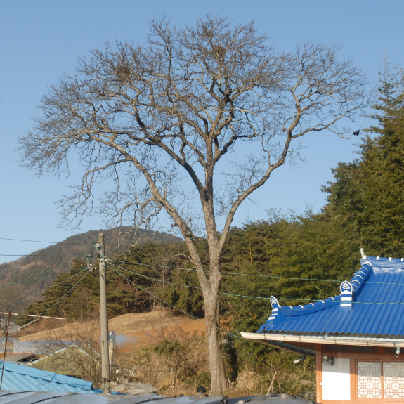 정읍두월리청실배나무