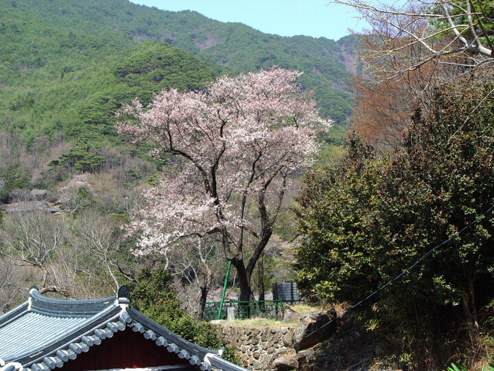 구례 화엄사 올벚나무