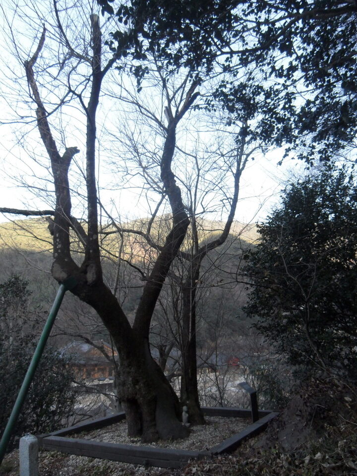 구례 화엄사 올벚나무