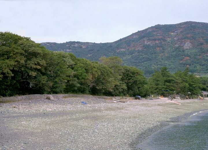예송리의상록수림