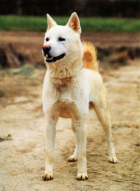 백구(사진제공:임인학)