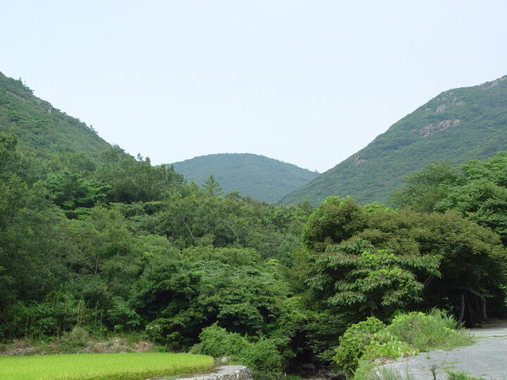 진도 쌍계사 상록수림