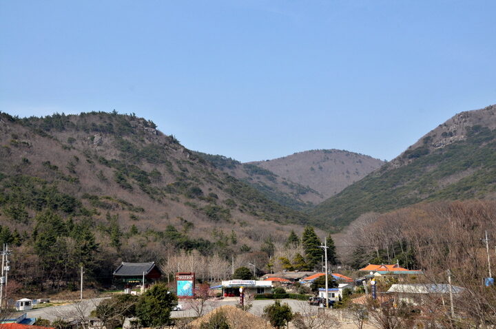 진도 쌍계사 상록수림