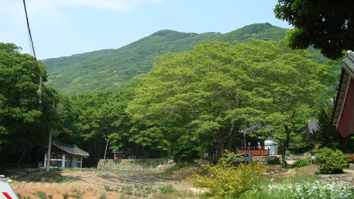 진도 쌍계사 상록수림