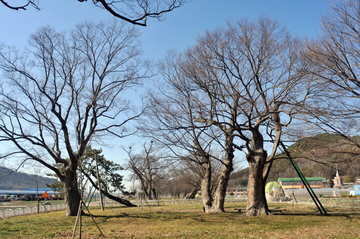 함평 향교리 느티나무·팽나무·개서어나무 숲