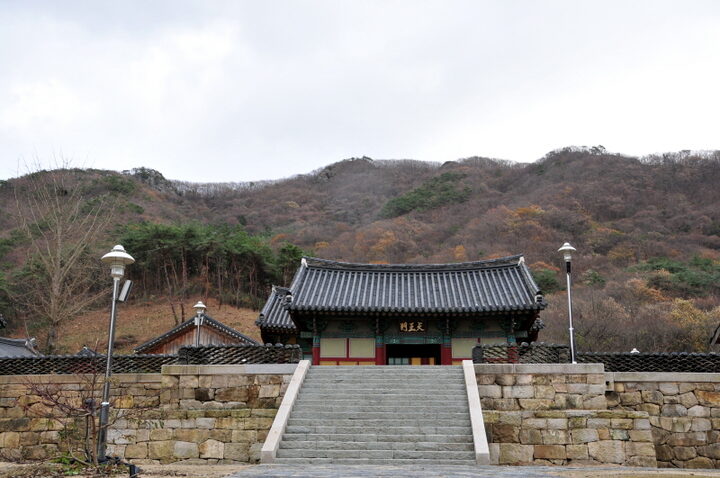 영광 불갑사 참식나무 자생북한지