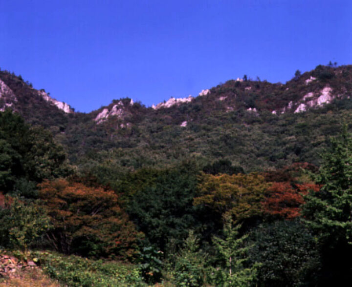 백련사의동백림