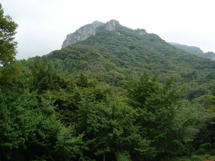 장성 백양사 비자나무 숲