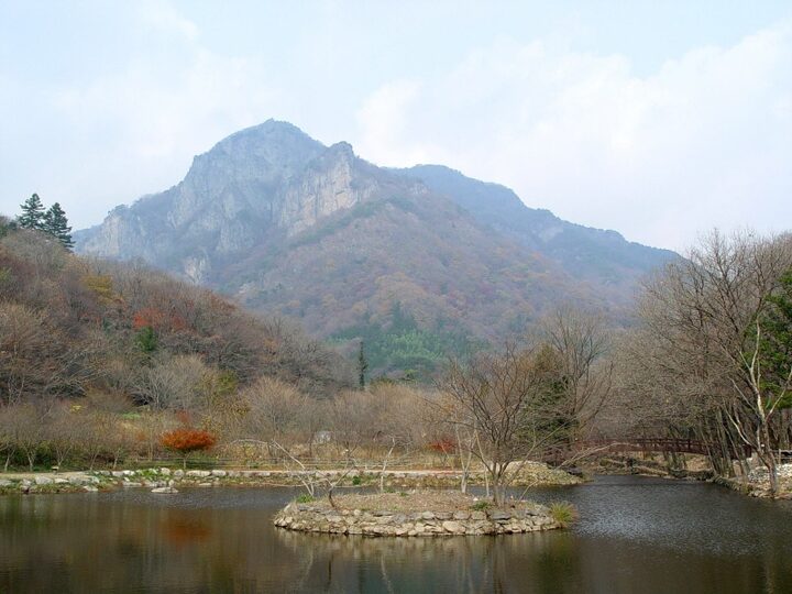 장성 백양사 비자나무 숲