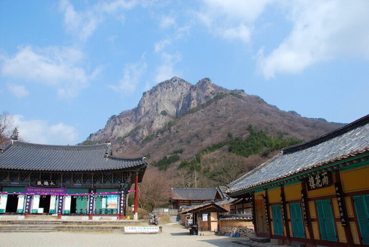 장성 백양사 비자나무 숲