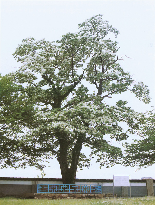 광양유당공원이팝나무