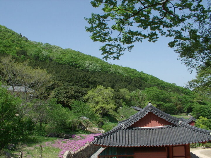 고흥 금탑사 비자나무 숲