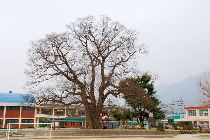 담양 대치리 느티나무