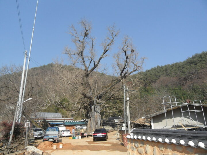 화순 야사리 은행나무