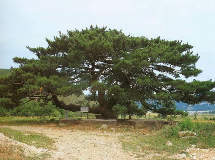 장흥관산읍의효자송