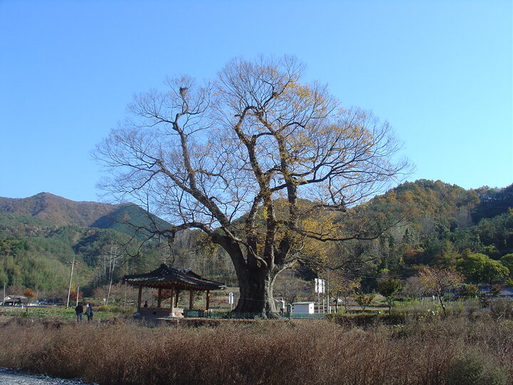 장성단전리의 느티나무