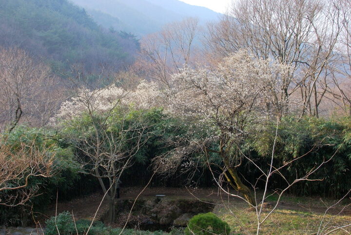 구례 화엄사 화엄매(들매화)