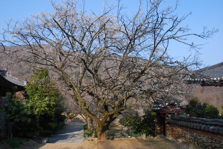 순천선암사 선암매