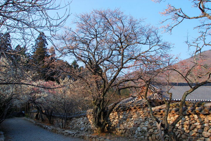 순천선암사 선암매