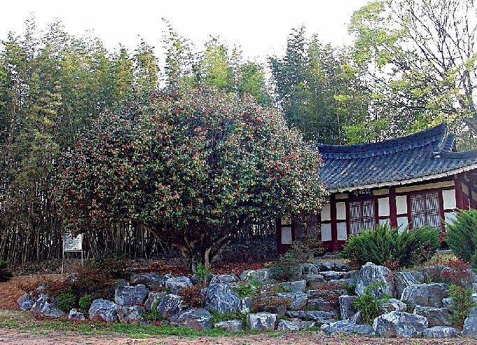 나주 송죽리 금사정 동백나무