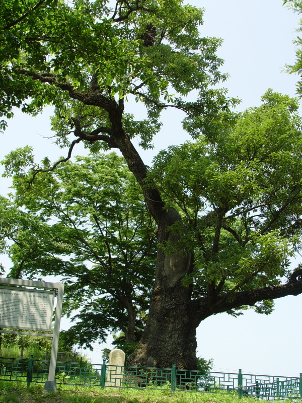울진 수산리 굴참나무