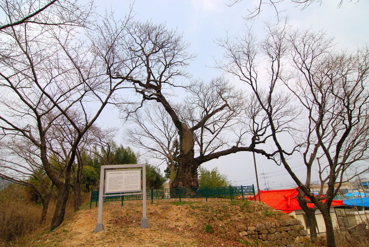 울진 수산리 굴참나무