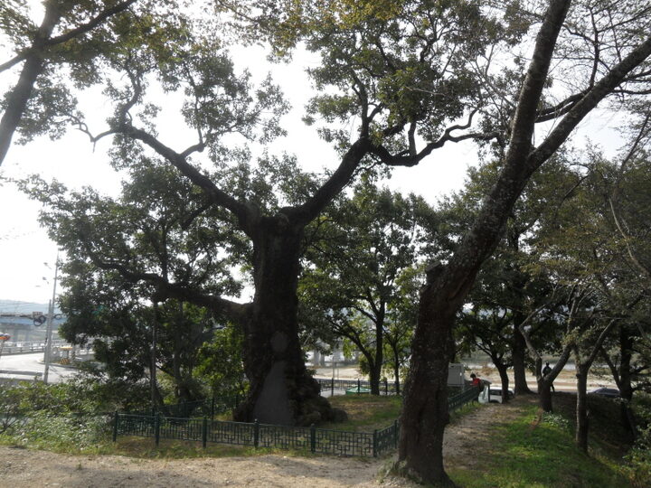 울진 수산리 굴참나무