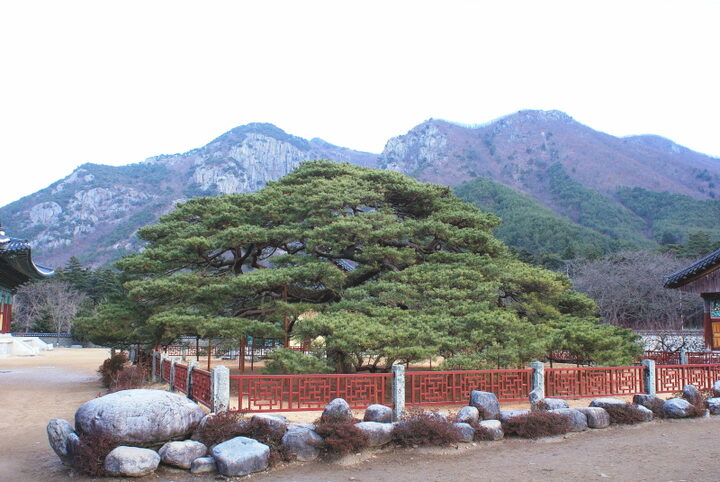 청도 운문사 처진소나무