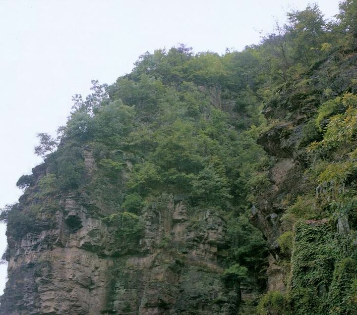 안동구리의측백나무자생지