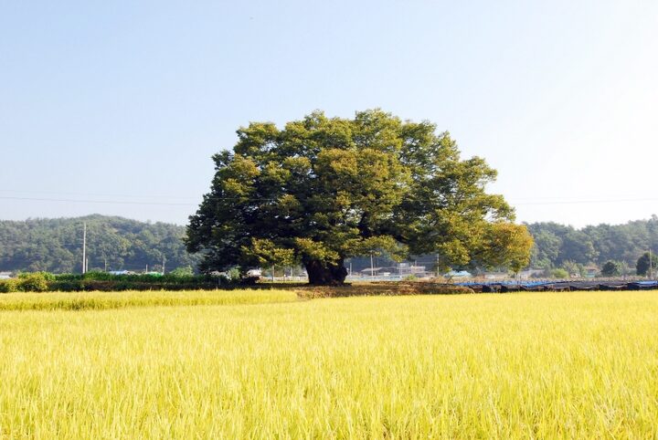 영풍 단촌리 느티나무